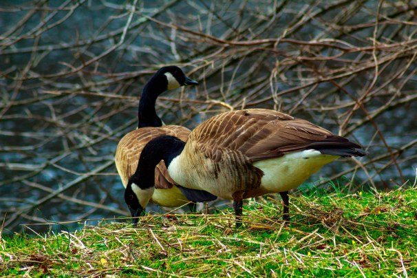 Canada Geese