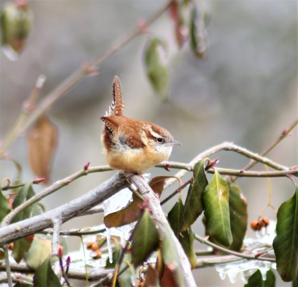 Carolina Wren