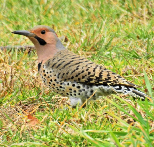 Northern Flicker