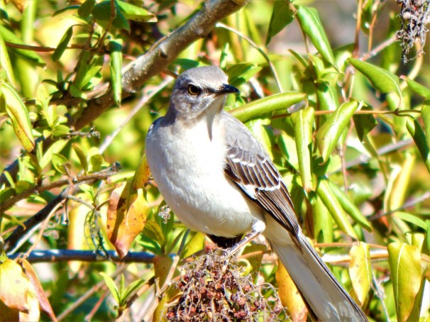 Northern Mockingbird