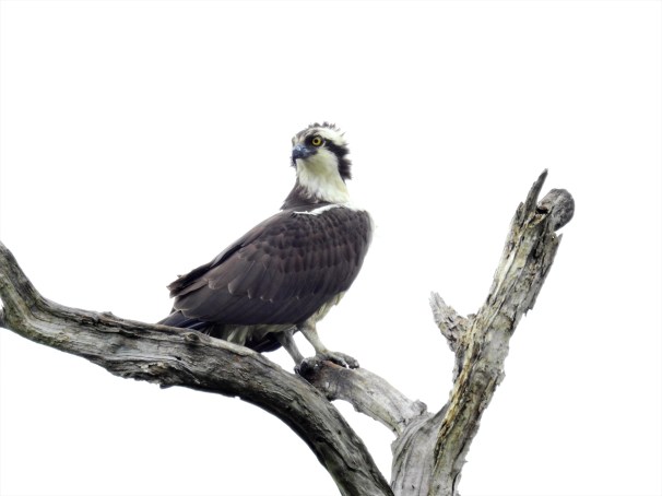 Osprey 