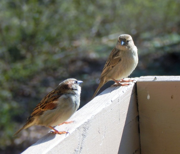 pair-of-house-sparrows