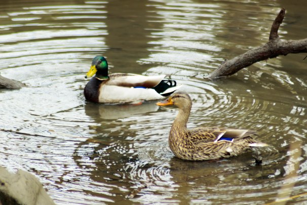 A Pair of Mallards
