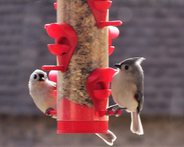 Pair of Tufted Titmouse