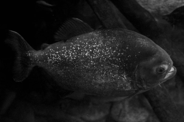 Piranha Fish