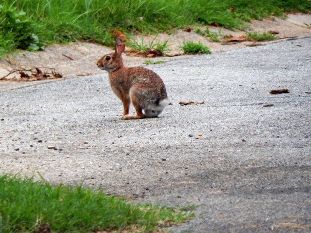 rabbit-in-the-road