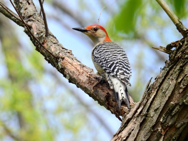 Red-bellied Woodpecker