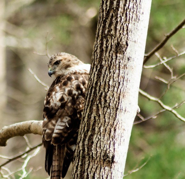 Red-tailed Hawk