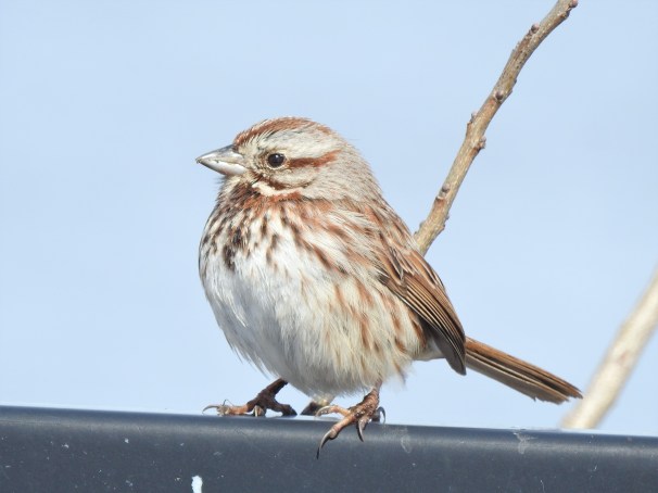 Song Sparrow