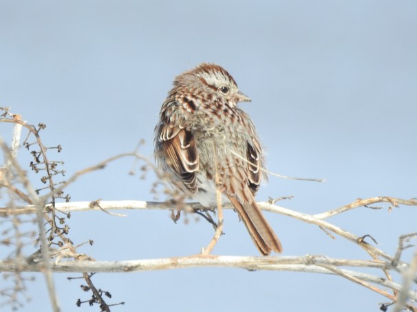 Song Sparrow