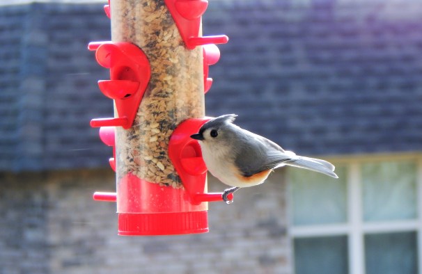 Tufted Titmouse