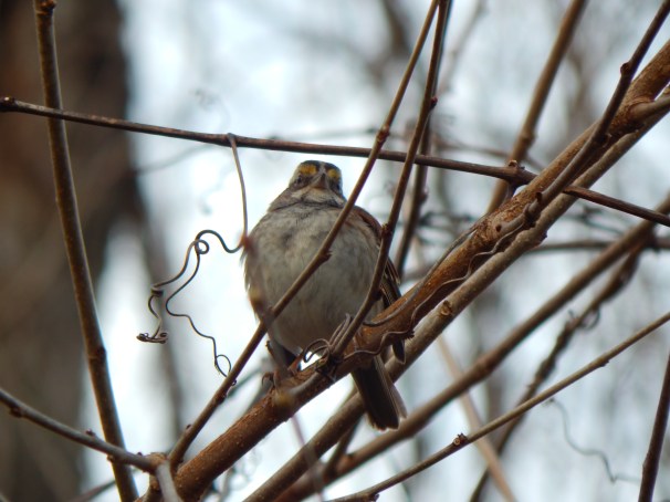 White Throated Sparrow Tan Striped Morph
