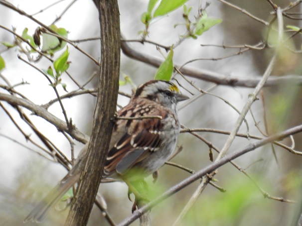 White Throated Sparrow