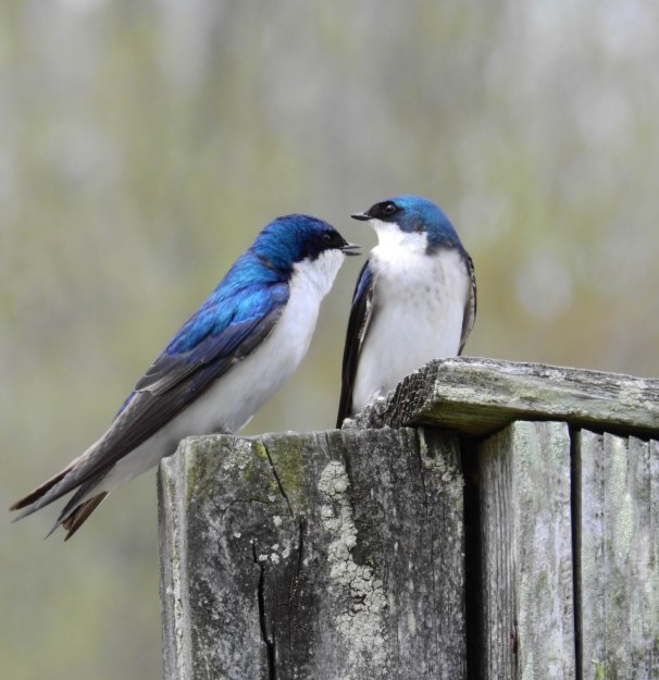 A Pair of Tree Swallows