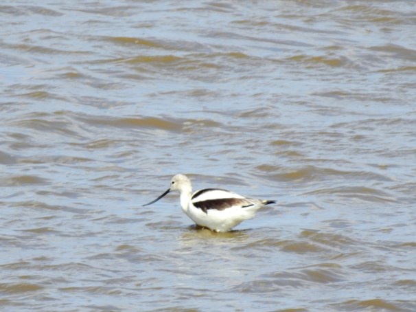 American Avocet