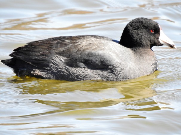 American Coot