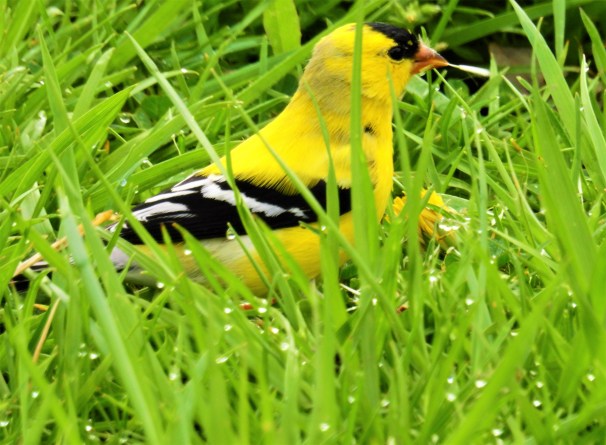American Goldfinch - Male