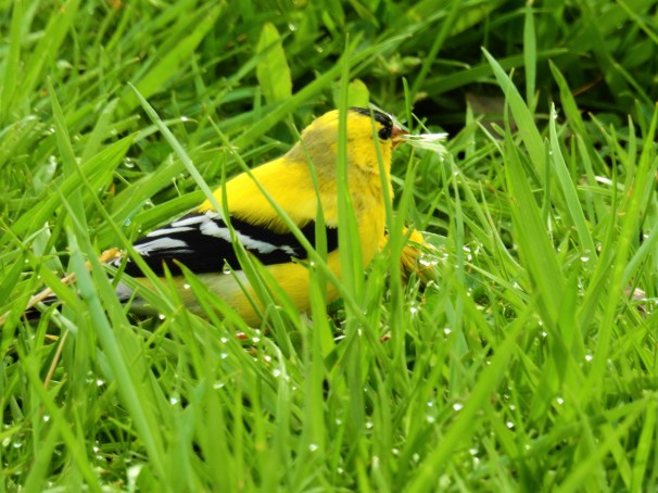 American Goldfinch (Male)