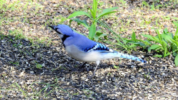 Blue Jay