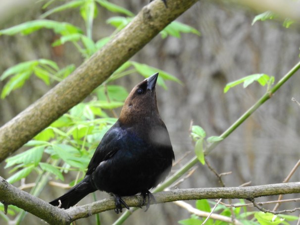 Brown-headed Cowbird