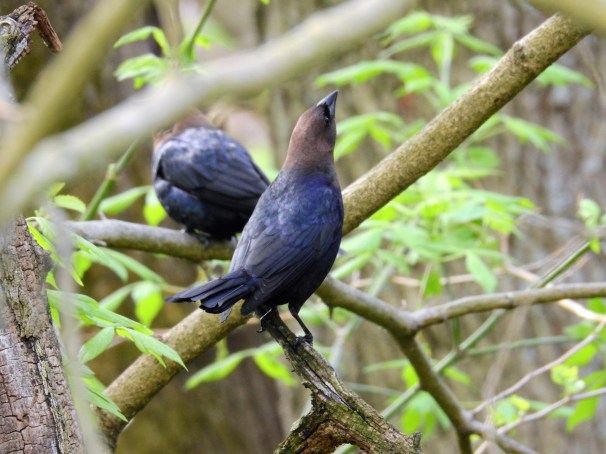 Brown-headed Cowbird