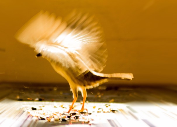 A Song Sparrow getting ready for takeoff.