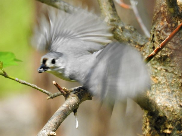 Tufted Titmouse in flight.