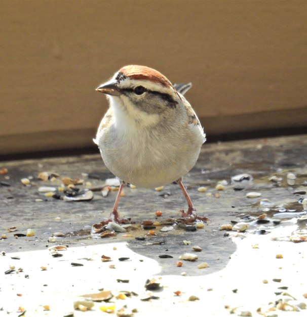 Chipping Sparrow