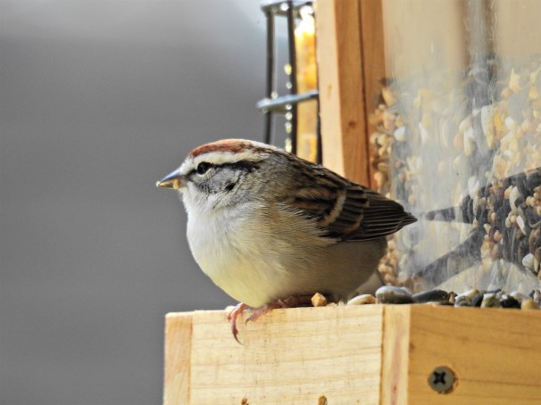Chipping Sparrow