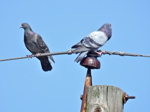 Pair of Rock Pigeons