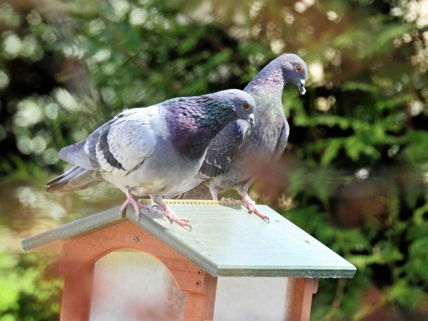 Pair of Rock Pigeons