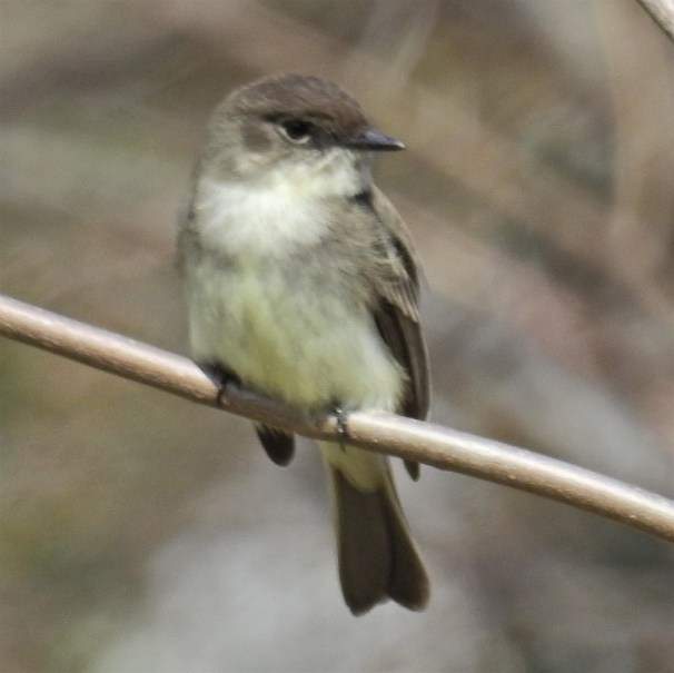 Eastern Phoebe