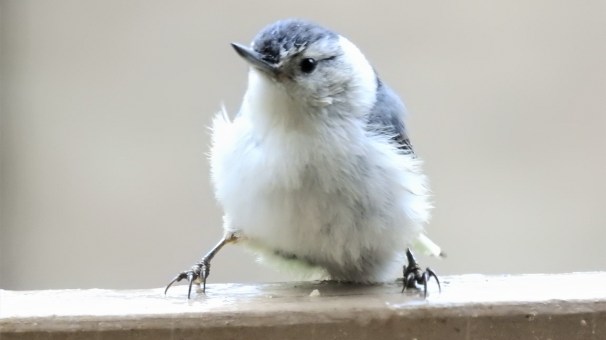 White-breasted Nuthatch