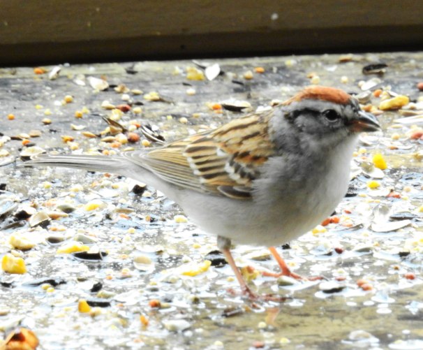 Chipping Sparrow