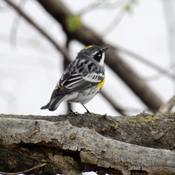 Yellow-rumped Warbler