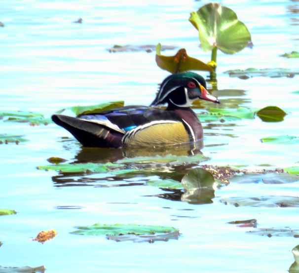 Wood Duck (Breeding Male)