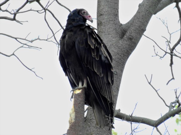 Turkey Vulture