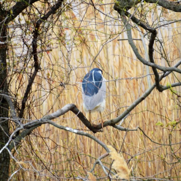 Black-crowned Night Heron