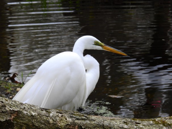 Great Egret