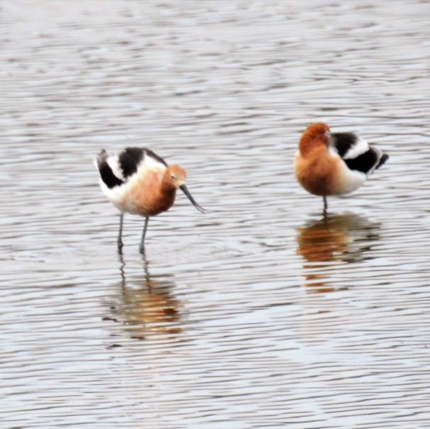 American Avocets