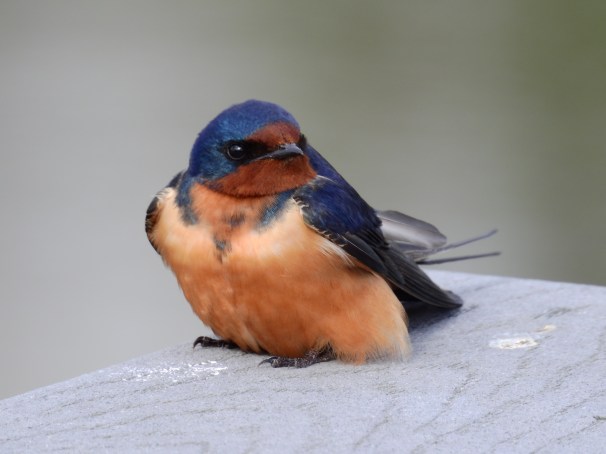 Barn Swallow