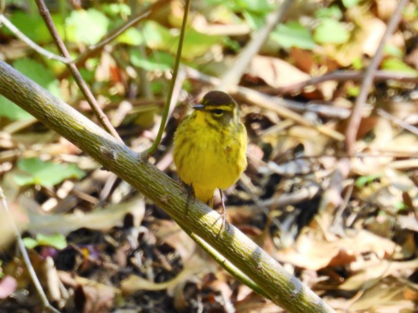Palm Warbler