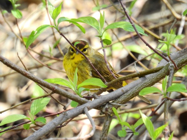 Palm Warbler