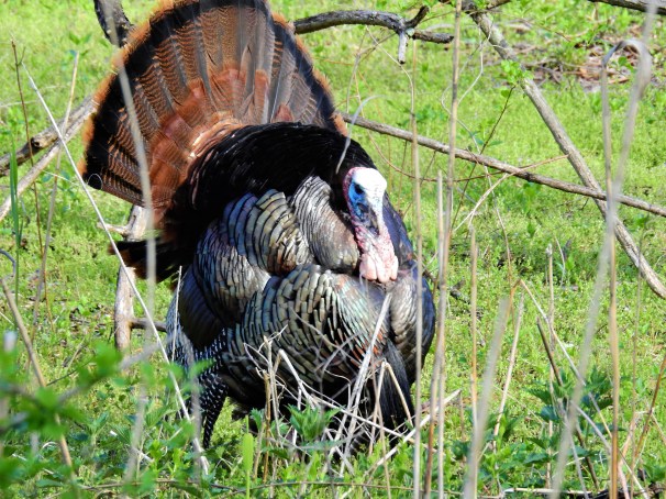 Wild Turkey (Breeding Male)