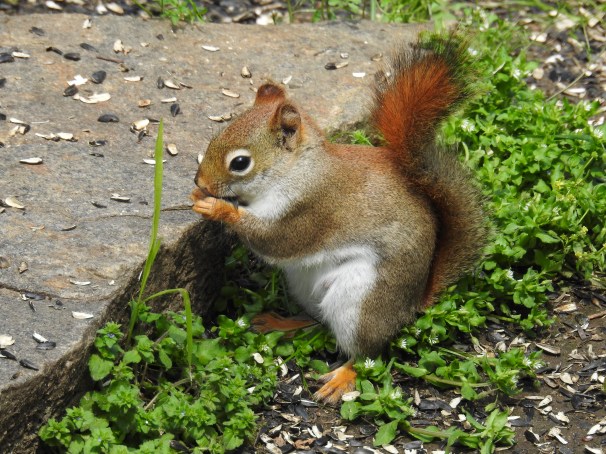 American Red Squirrel