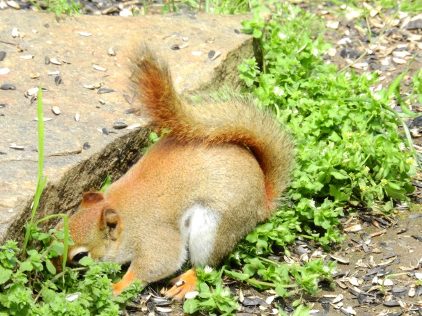 American Red Squirrel