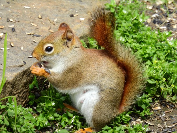 American Red Squirrel
