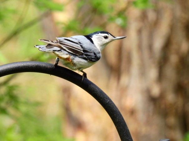 White-breasted Nuthatch