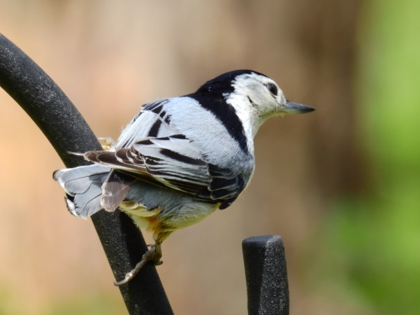 White-breasted Nuthatch