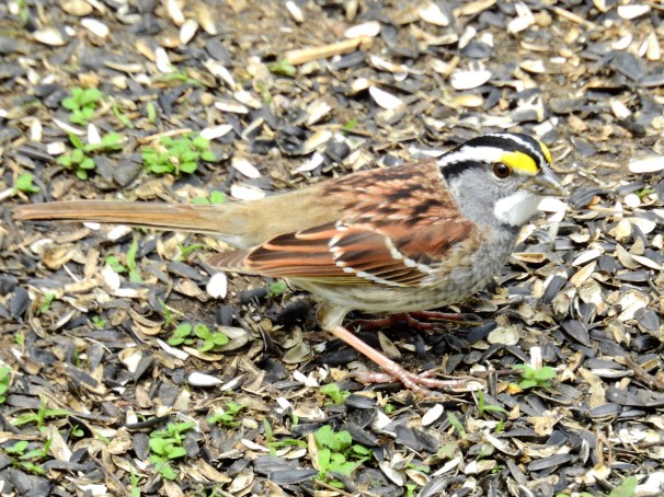 White-throated Sparrow [White Striped Form]